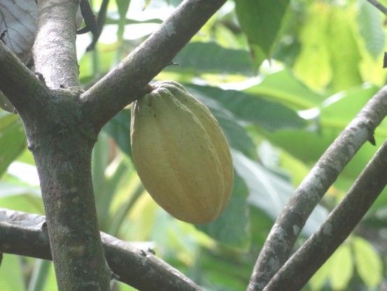 Une fève de cacao à Baracoa sur l'ile de Cuba photo blog voyage tour du monde https://yoytourdumonde.fr