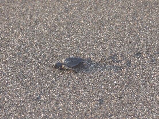 Petite tortue qui va vers le large à Monterrico photo blog voyage tour du monde travel https://yoytourdumonde.fr
