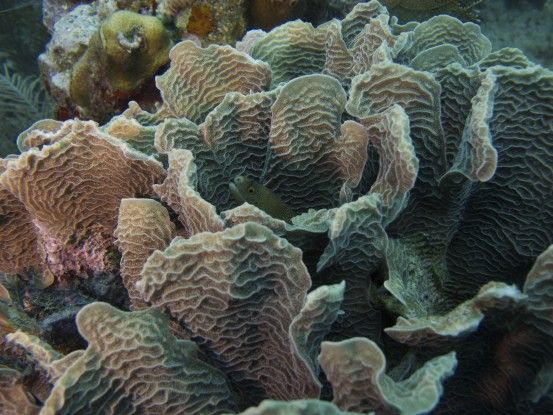 Magnifique coraux sur l'ile d'Utila plongée photo blog voyage tour du monde travel https://yoytourdumonde.fr