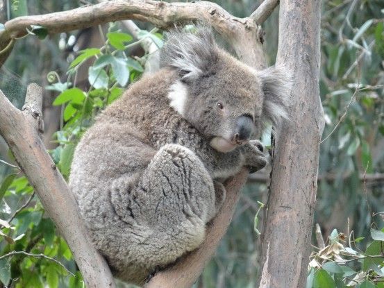 koala-australie-melbourne-great-ocean-road-travel-voyage-visa-working-holiday