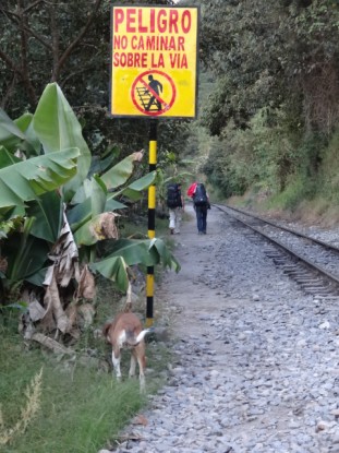 Perou-Santa Teresa: Le train direction Agua Calientes et le Machu Picchu