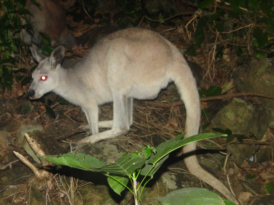 Australie- Whitsunday: En soiree petit cache cache pour trouver les douches et les kangourous.
