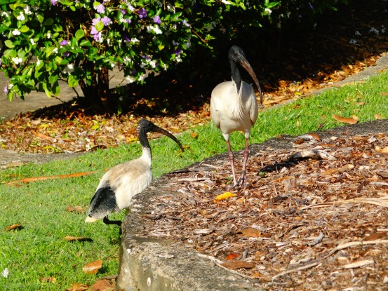 Australie- Rockampton: Jardin Botanique et animaux.