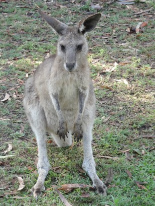 Australie- Rockampton: Kangourous