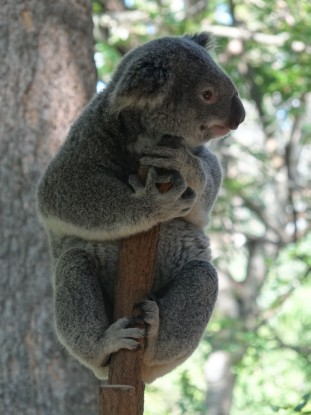 Australie- Brisbane: Mr Koala!!!