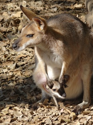Australie- Brisbane: Maman et bebe kangourou!