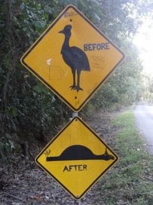 Australie- Cap Tribulation: Ahh l'un des panneaux les plus connus d'Australie: Avant/ Apres!!!