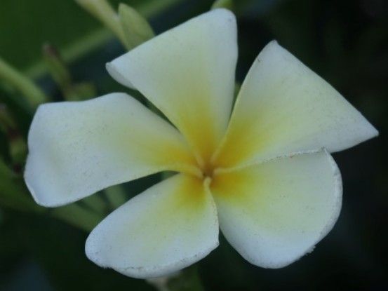 fleurs-nouvelle-caledonie-lifou