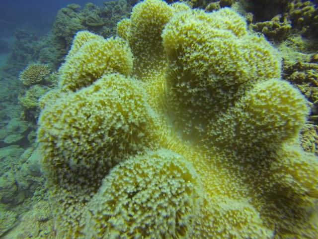 Superbe coraux du coté de Matanzas à Cuba photo blog voyage tour du monde https://yoytourdumonde.fr