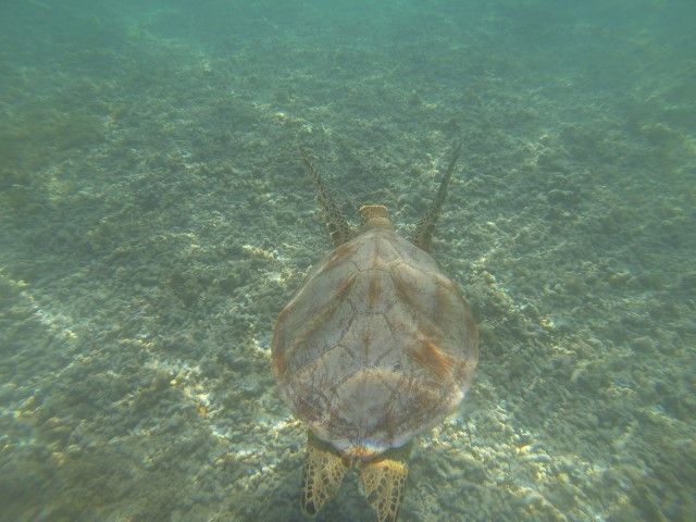 Ile de Lifou: Nage avec une tortue