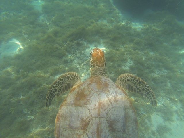 Ile de Lifou: Nage avec une tortue