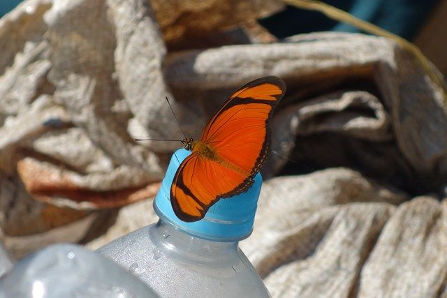 Pérou-Réserve Pacaya Samiria: Les papillons sont tres presents.