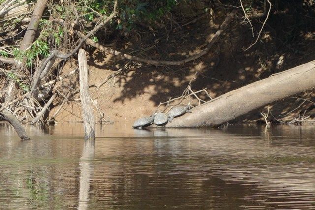 Pérou-Réserve Pacaya Samiria: Encore des tortues.