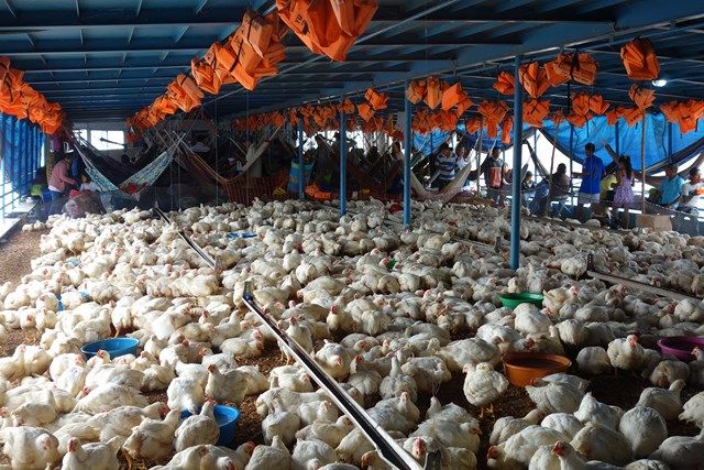 Voyage au Perou- Le bateau de la mort: En compagnie des 3 000 poulets!