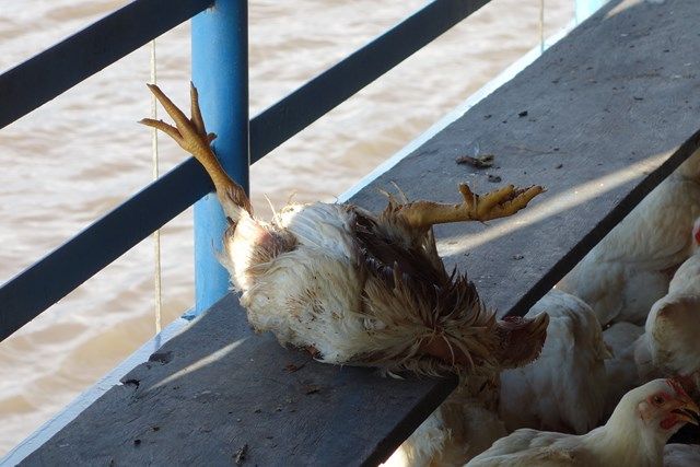 Voyage au Perou- Le bateau de la mort: Encore une poule morte! Plus de 60 poules vont mourir dans ce ce trajet!