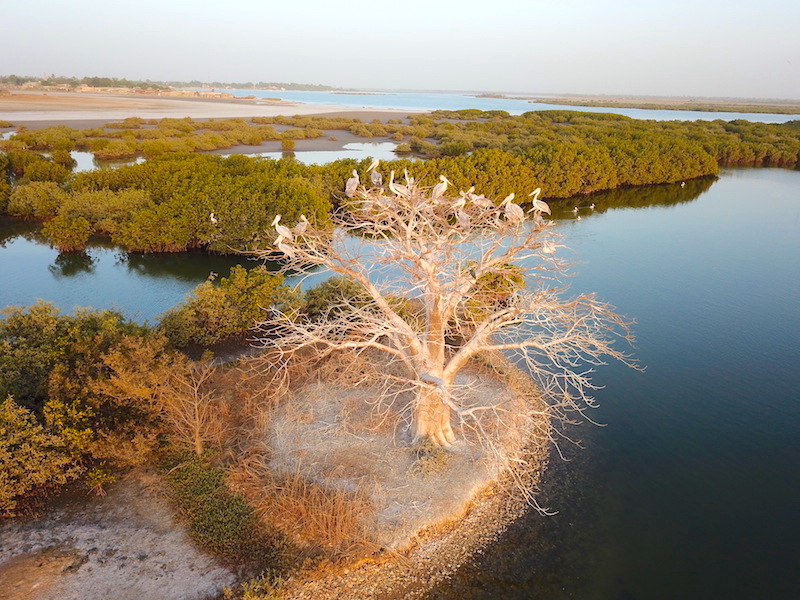 L'Ile aux oiseaux sur l'Ile de Mar Lodj dans le Sine-Saloum photo blog tour du monde bolong https://yoytourdumonde.fr