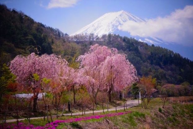 Cerisiers en fleurs et vue sur le Mont Fuji photo article tour du monde https://yoytourdumonde.fr