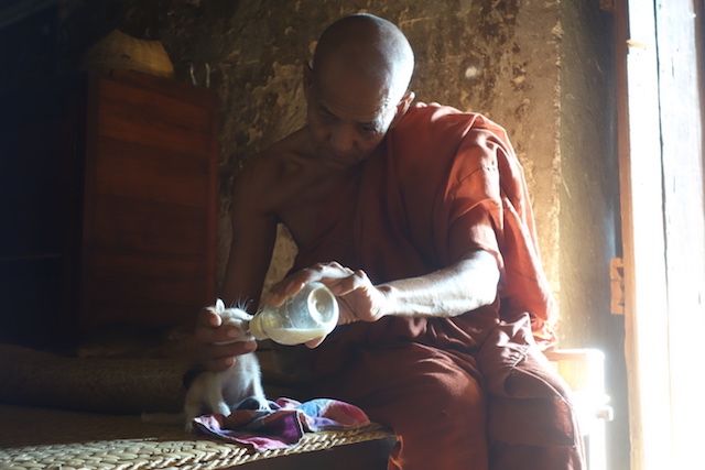 Dans le cité archeolofique de Bagan vous pouvez decouvrir la vie des habitants et des moines bouddhistes comme ce moine qui donnait du lait à des bébés chats qui avaient perdu leurs maman photo blog voyage tour du monde https://yoytourdumonde.fr