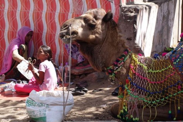 les chameaux du coté de pushkar dans le rajasthan sont utilisé par les locaux pour le tourisme mais aussi pour se deplacer. Une foire a chameaux est aussi organisée à pushkar photo voyage tour du monde blog https://yoytourdumonde.fr
