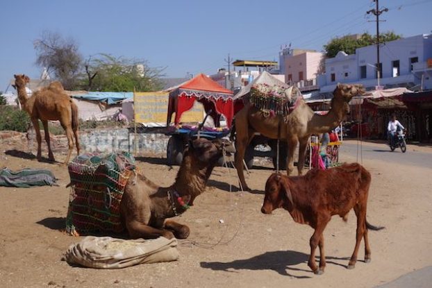 Les chameaux sont omnipresent du coté de Pushkar dans le nord de l'Inde il faut dire que le desert est juste à coté. Photo blog voyage tour du monde http:/yoytourdumonde.fr