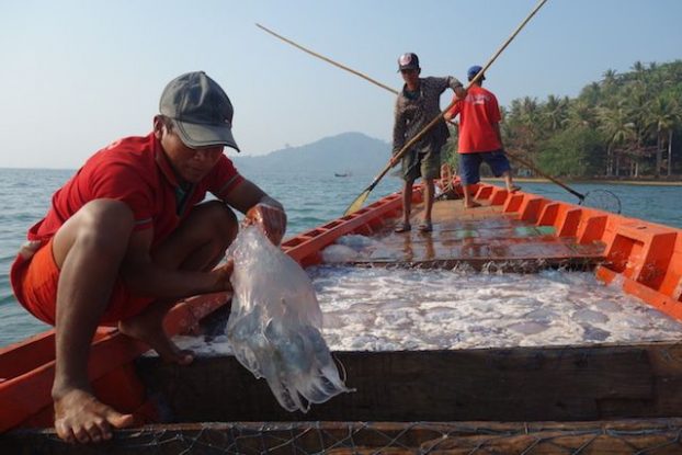 Cambodge - Kep: Alors au cambodge les pecheurs touchent les meduses sans aucune protection. Photo blog https://yoytourdumonde.fr