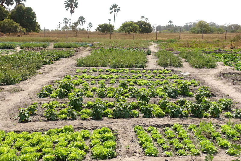 Salades et autres sont produites par les femmes de Kamobeul dans leurs jardins en Casamance photo blog voyage tour du monde http://yoytourdumonde.fr