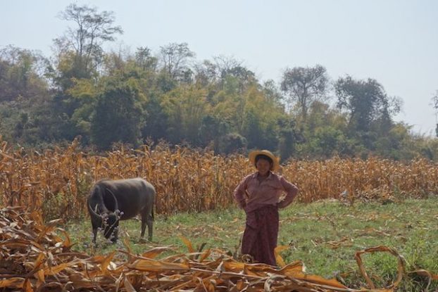 Dans l'Etat Shan vous pouvez voir de nombreux buffle ici nous avons une locale avec un buffle dans les champs en birmanie photo blog voyage tour du monde https://yoytourdumonde.fr