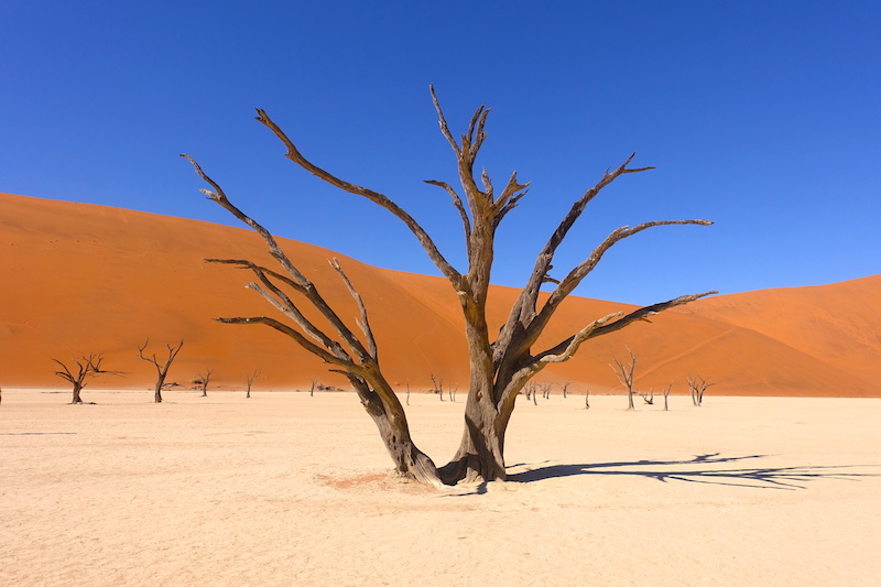 Deadvlei est un vaste salarié entouré de dune rouge et d'arbres pétrifiés