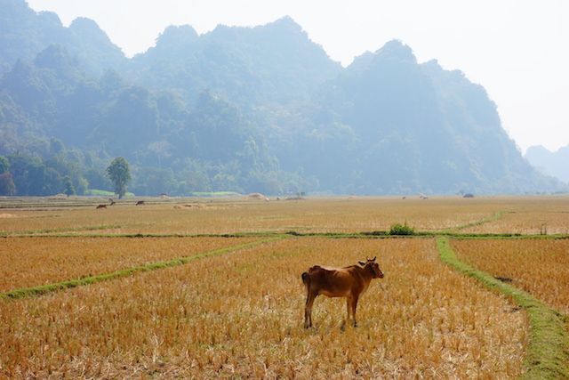 au Myanmar et birmanie il y a beaucoup de riziere mais aussi du ble photo blog voyage tour du monde https://yoytourdumonde.fr