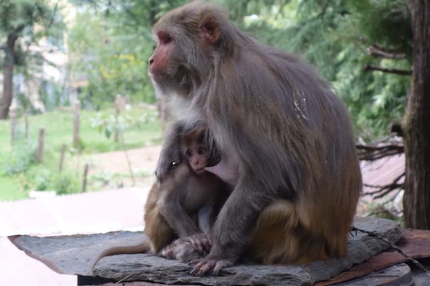 les singes et autres animaux sont très present du coté de Dharamsala photo blog voyage tour du monde https://yoytourdumonde.fr