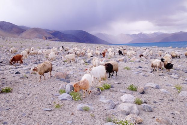 Paysage du Ladakh photo blog voyage tour du monde https://yoytourdumonde.fr