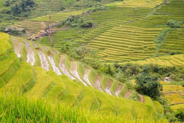 Vietnam Sapa terrasses rizières tour du monde photo blog https://yoytourdumonde.fr