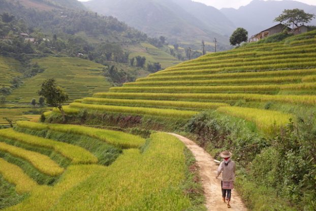 Vietnam sapa rizieres terrasse blog photo tour du monde https://yoytourdumonde.fr