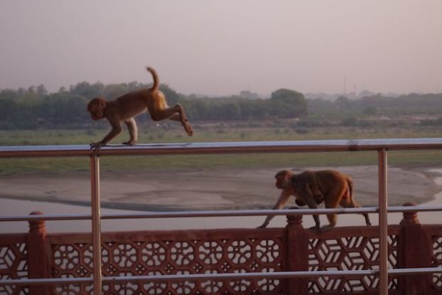 Les singues qui sont pres du Taj Mahal volent les bouteilles d'eaux! photo blog voyage tour du monde https://yoytourdumonde.fr