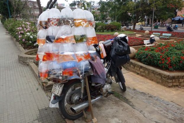 Vietnam - Dalat: Qui veut un poisson rouge! Jamais de la vente ambulante n'avait vue avoir un si vrai nom!