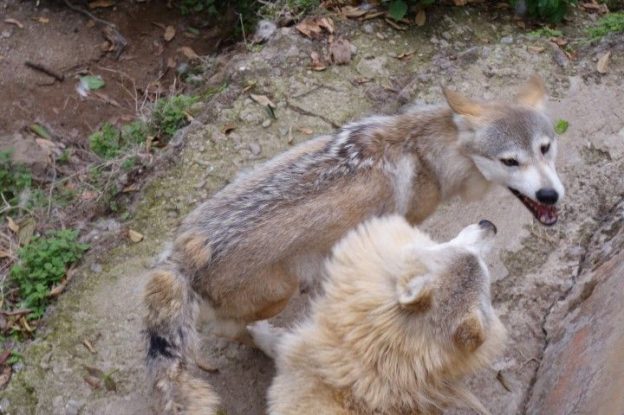 Des loups sont presents dans le zoo de darjeeling en inde. Photo blog voyage tour du monde https://yoytourdumonde.fr