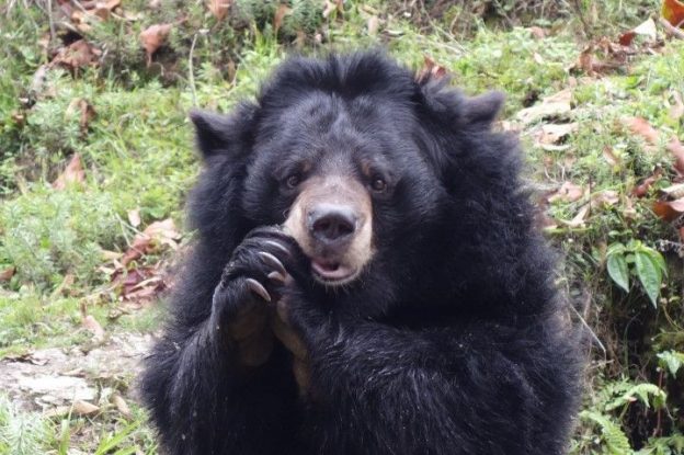 Un ours que vous pouvez rentrer dans l'himalaya ou dans le zoo de Darjeeling en Inde. Photo voyage tour du monde https://yoytourdumonde.fr