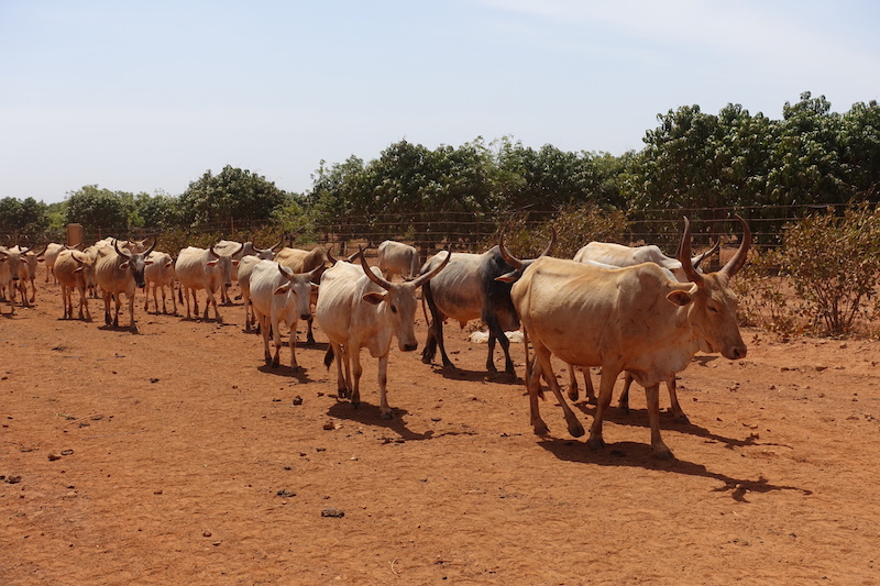 Un troupeau de vache non loin de Popenguine au Sénégal photo blog voyage tour du monde https://yoytourdumonde.fr