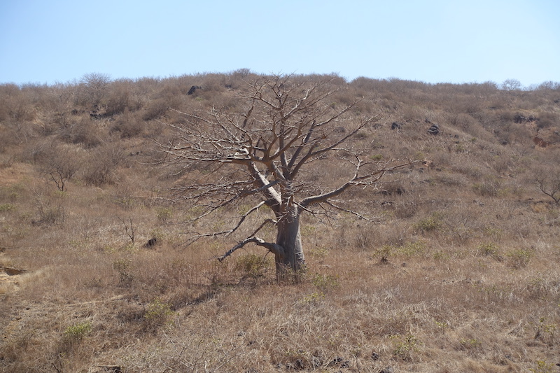 Les baobabs sont nombreux près de Popenguine. Photo blog voyage tour du monde https://yoytourdumonde.fr