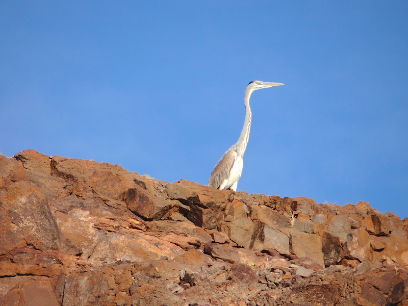 Un oiseau dans la réserve d'Hardap en Namibie photo blog voyage tour du monde https://yoytourdumonde.fr