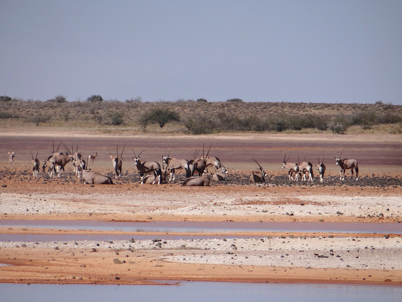 Oryx ou antilope du désert à Hardap en Namibie photo blog voyage tour du monde https://yoytourdumonde.fr