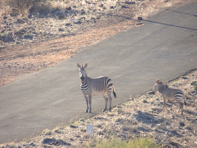 Une maman et son film zèbre dans la réserve d'Hardap en Namibie photo blog voyage tour du monde https://yoytourdumonde.fr
