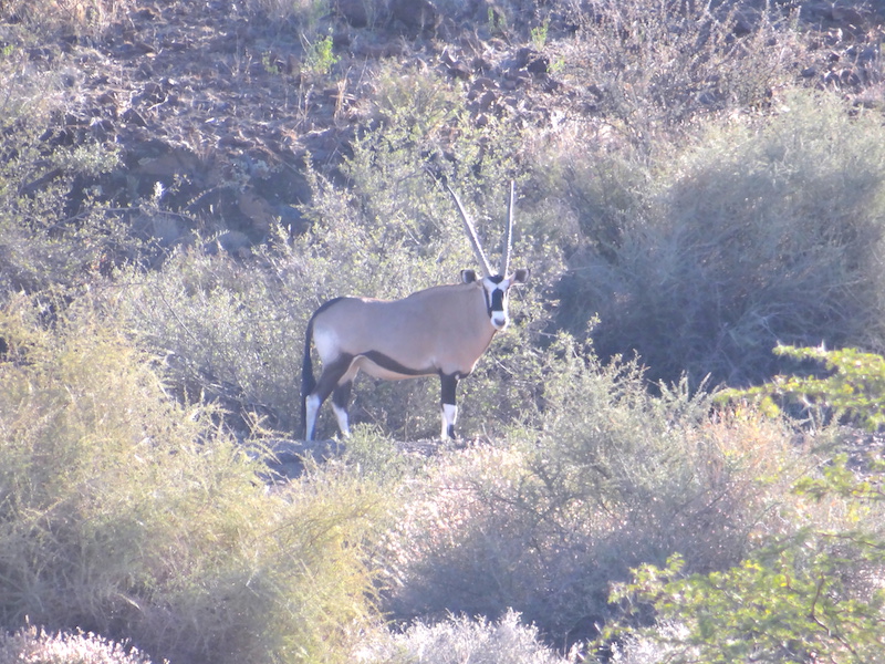 Notre premier Oryx a été vu du coté de la réserve d'Hardap en Namibie photo blog voyage tour du monde https://yoytourdumonde.fr