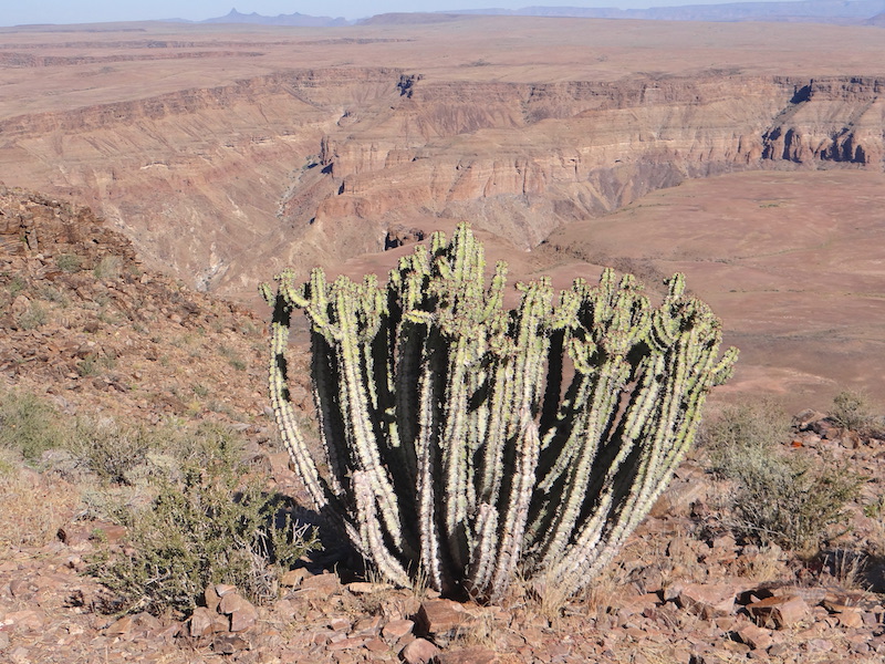 Un arbre ou cactus dans le Fish River Canyon en Namibie photo blog voyage tour du monde travel https://yoytourdumonde.fr