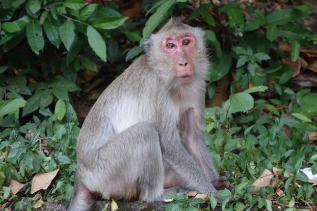 Il y a de nombreux singe du coté de Kep au Cambodge. Article complet: https://yoytourdumonde.fr
