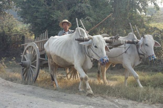 Des boeufs sont entrain de travailler dans des champs dans la campagne de Monywa en birmanie ou myanmar photo blog voyage tour du monde https://yoytourdumonde.fr