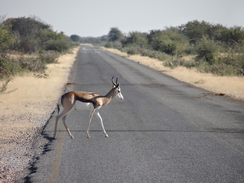 En allant vers Etosha en Namibie photo blog voyage tour du monde travel Afrique https://yoytourdumonde.fr