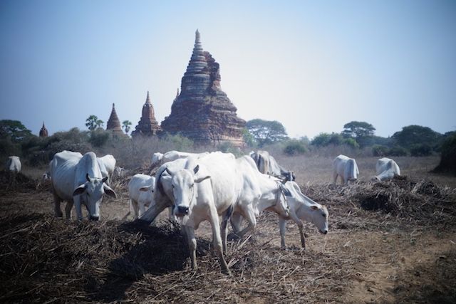 Entre animaux, temple, stupa et pagode les touristes sont completement libre sur le site de Bagan un plaisir pour les yeux et pour l'esprit photo voyage tour du monde http://yoytourdumonde.fr