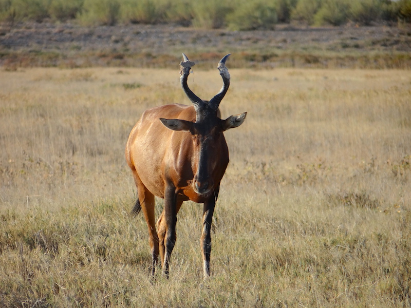 Etosha est il le plus beau parc animalier de Namibie photo blog voyage tour du monde travel Afrique https://yoytourdumonde.fr