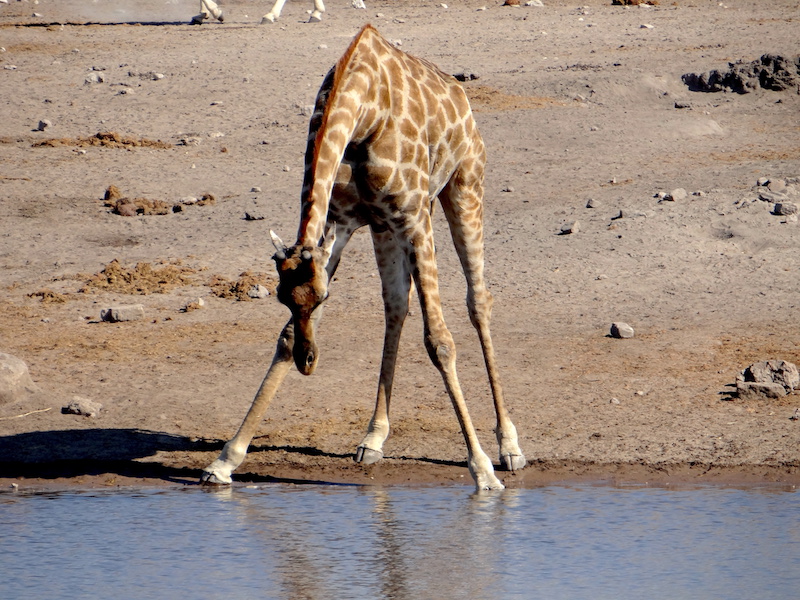 Un peu surprenant la façon de boire d'une girafe. Photo blog voyage tour du monde travel Afrique https://yoytourdumonde.fr